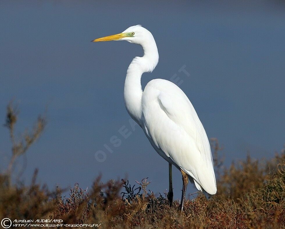 Grande Aigrette