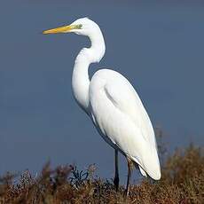 Grande Aigrette