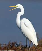 Grande Aigrette