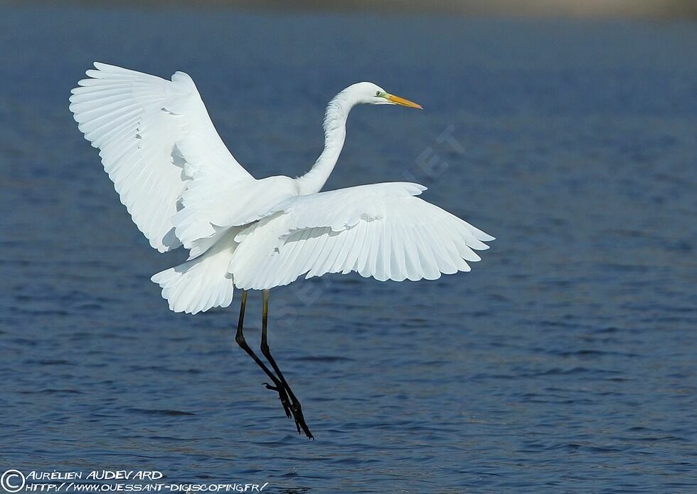 Grande Aigrette