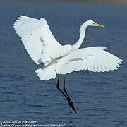 Grande Aigrette