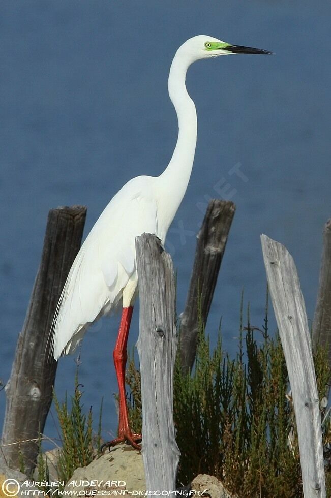 Grande Aigrette