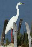 Grande Aigrette