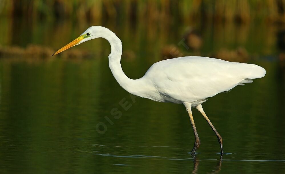 Grande Aigrette