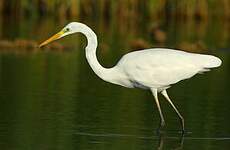 Grande Aigrette