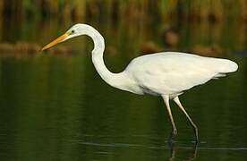 Great Egret