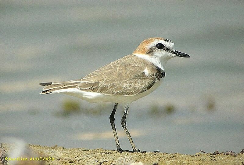 Kentish Plover