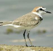 Kentish Plover