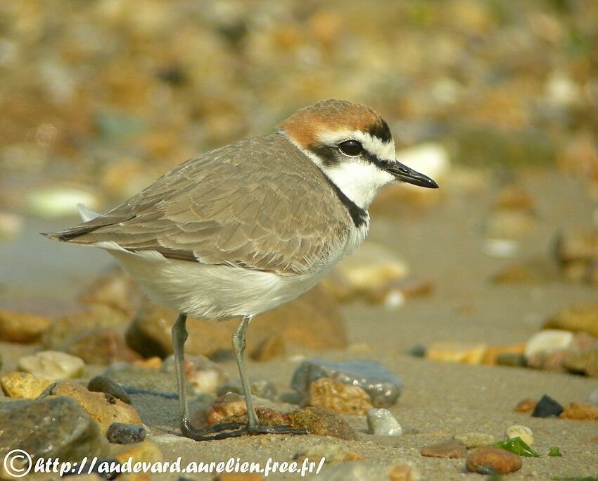 Kentish Plover male adult breeding