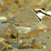 Kentish Plover