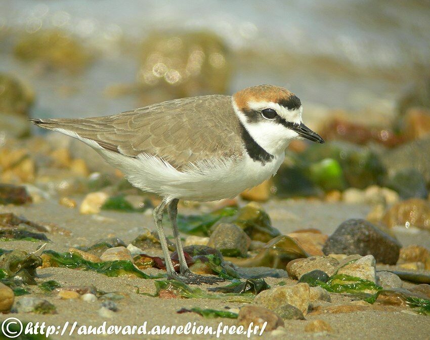 Kentish Plover