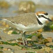 Kentish Plover