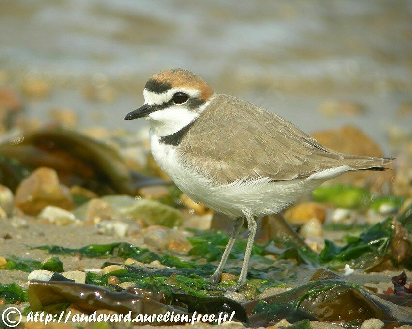 Kentish Plover male adult breeding