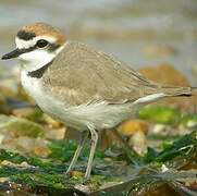 Kentish Plover