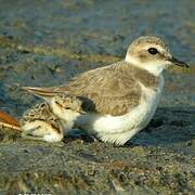 Kentish Plover