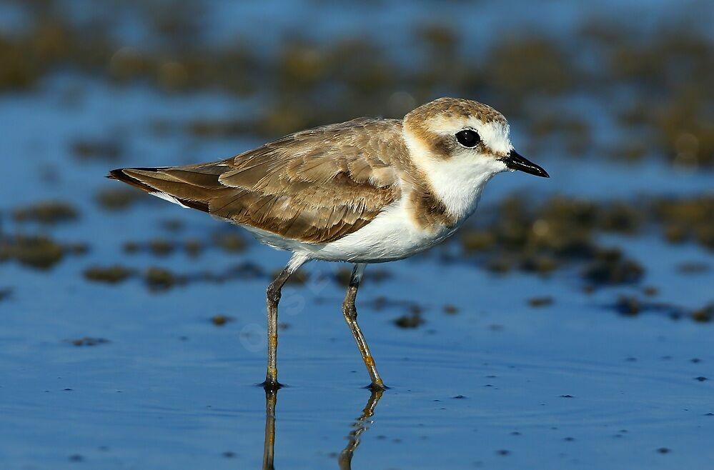 Kentish Plover, identification