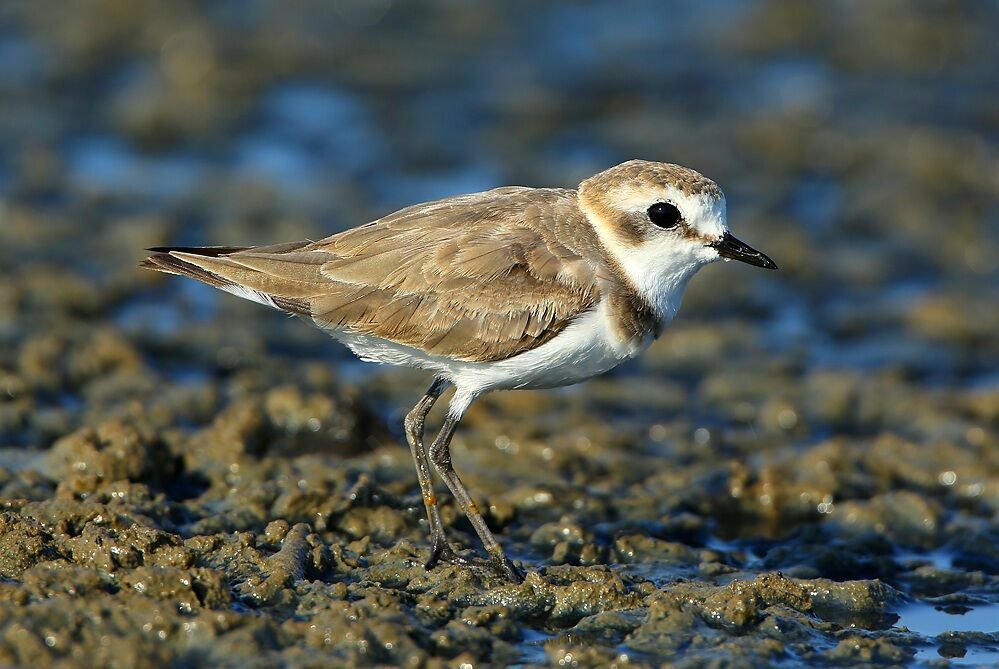 Kentish Plover