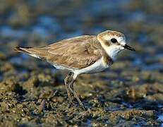 Kentish Plover