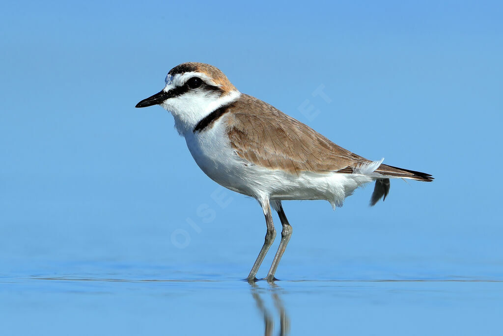 Kentish Plover male adult, identification