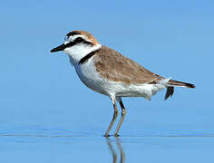 Kentish Plover