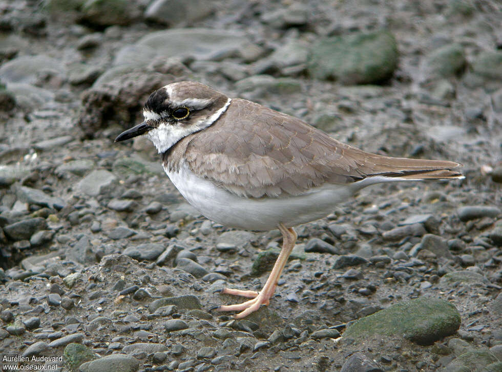 Gravelot à long becadulte internuptial, identification