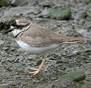 Long-billed Plover