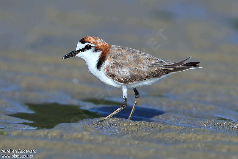 Red-capped Plover male adult breeding, identification