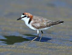 Red-capped Plover