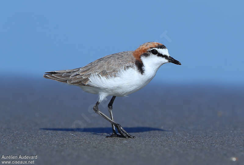 Red-capped Plover male adult breeding, identification
