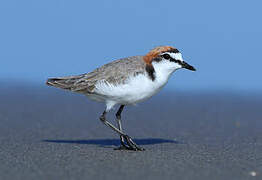 Red-capped Plover