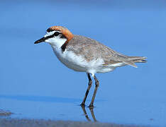 Red-capped Plover