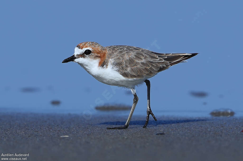 Gravelot à tête rousse femelle adulte nuptial, identification