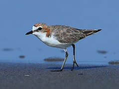 Red-capped Plover