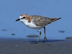 Red-capped Plover