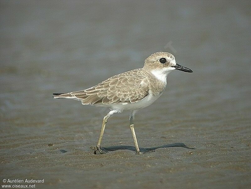 Greater Sand Plover