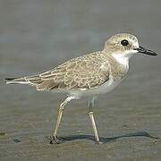 Greater Sand Plover