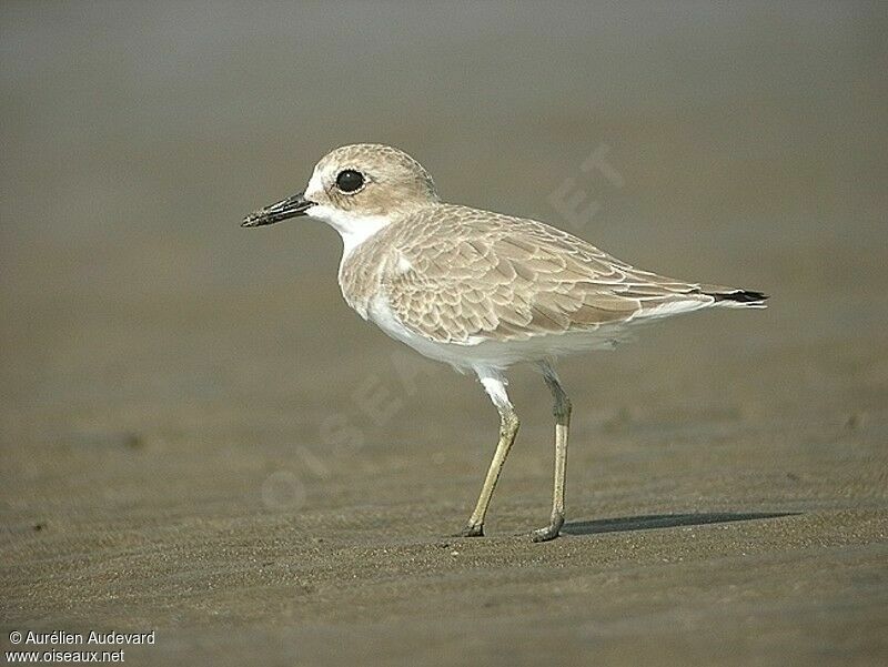 Greater Sand Plover