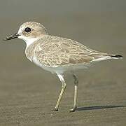 Greater Sand Plover