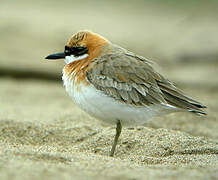 Greater Sand Plover