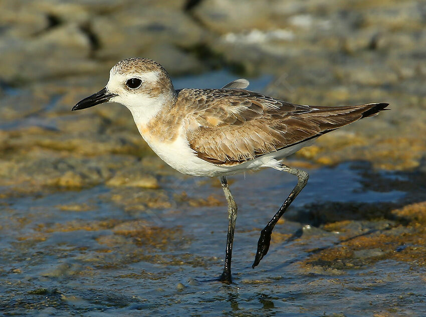 Greater Sand Plover