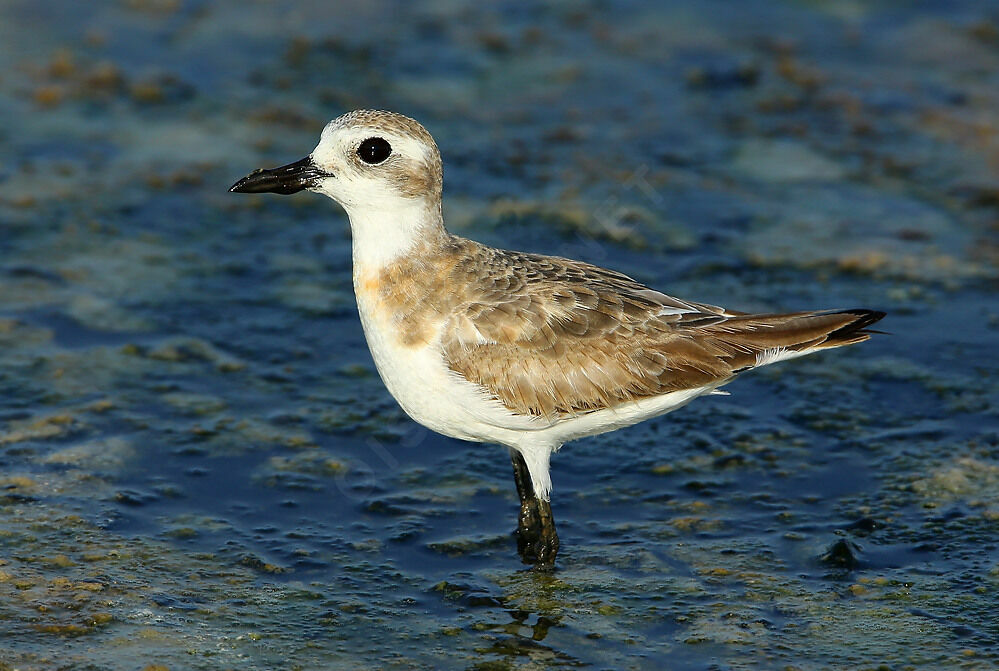 Greater Sand Plover