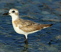 Greater Sand Plover