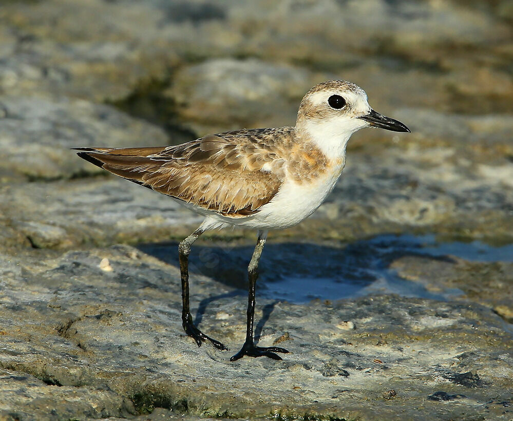 Greater Sand Plover