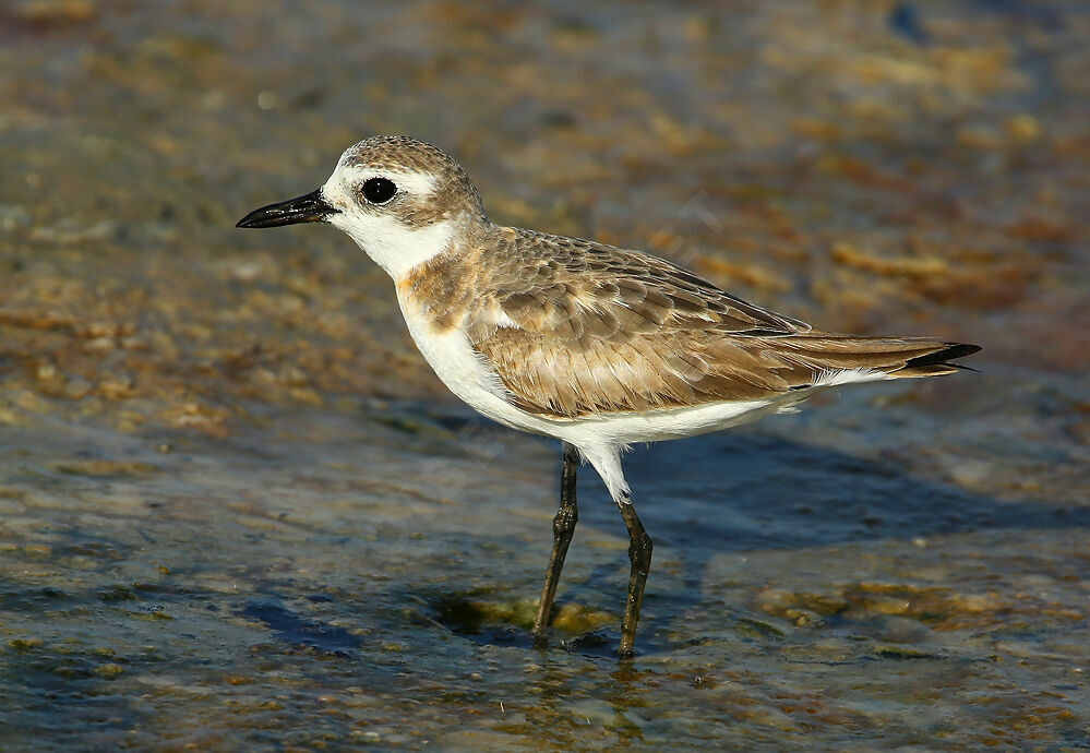 Greater Sand Plover