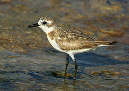 Greater Sand Plover