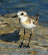 Greater Sand Plover