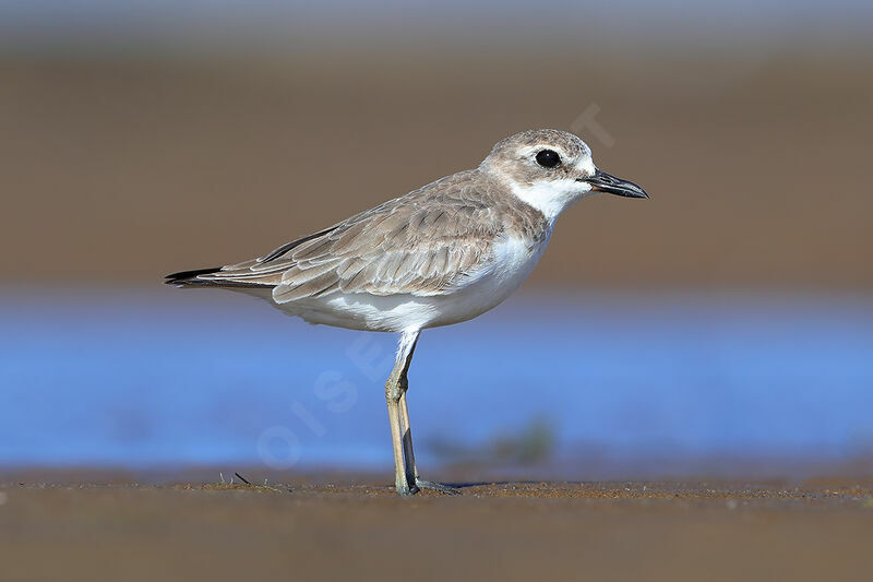 Greater Sand Plover, identification