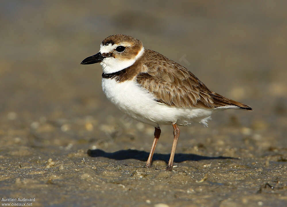 Wilson's Ploveradult, identification