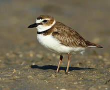 Wilson's Plover