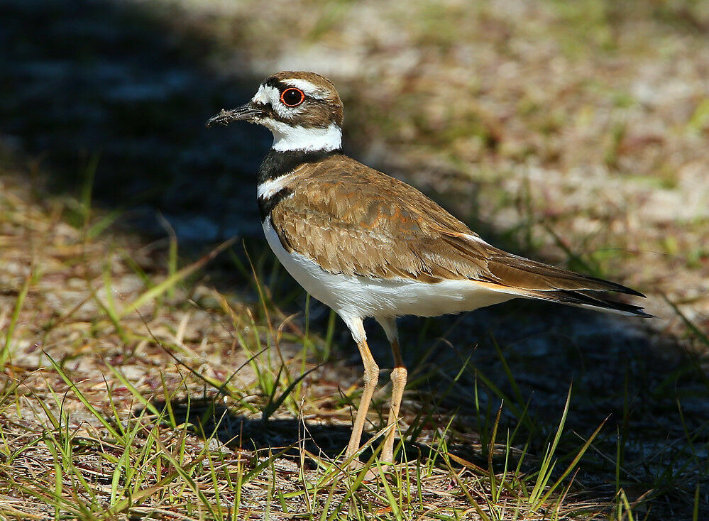 Killdeeradult, identification